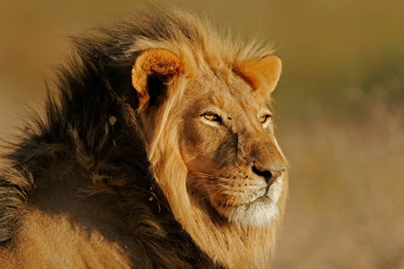 Lion Lion